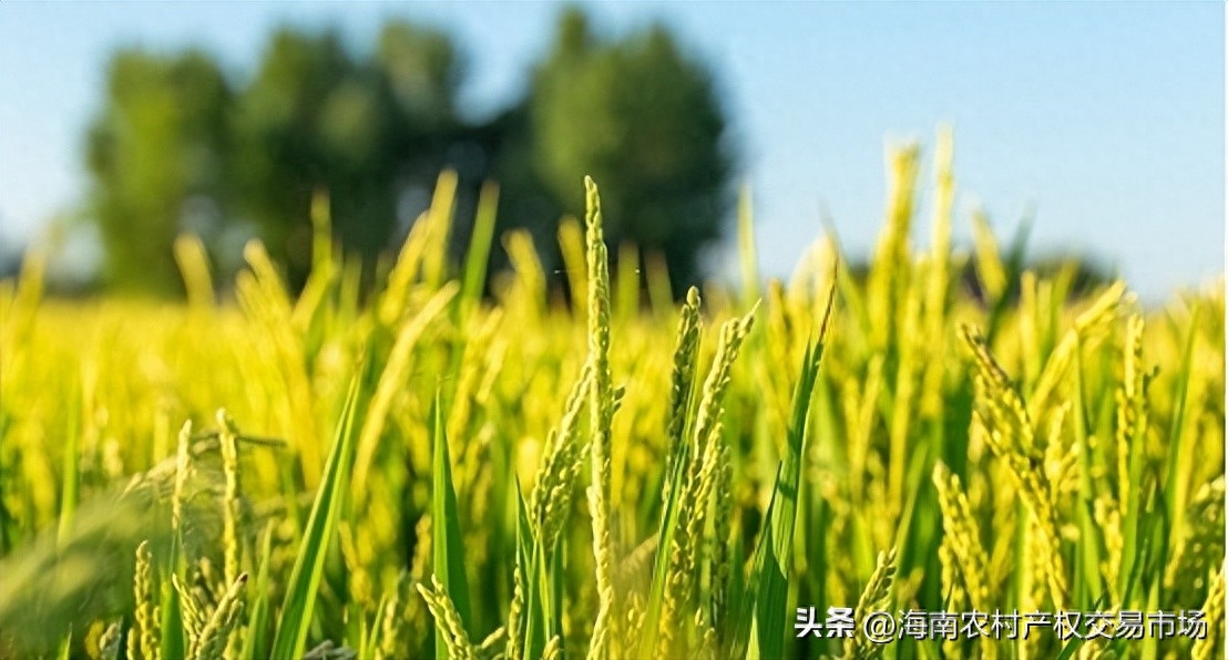 车辆抵押融资(土地违规抵押融资整改)? (https://www.962900.com/) 知识问答 第1张