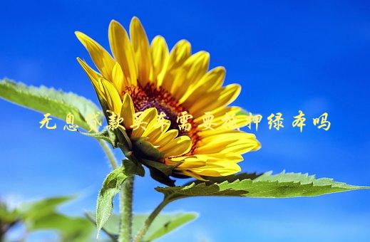 没绿本车可以抵押吗(抵押车没绿本可以报废处理吗)? (https://www.962900.com/) 知识问答 第1张