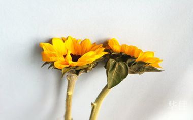 车抵押贷款去哪里(借名购车法律关系)？ (https://www.962900.com/) 知识问答 第1张